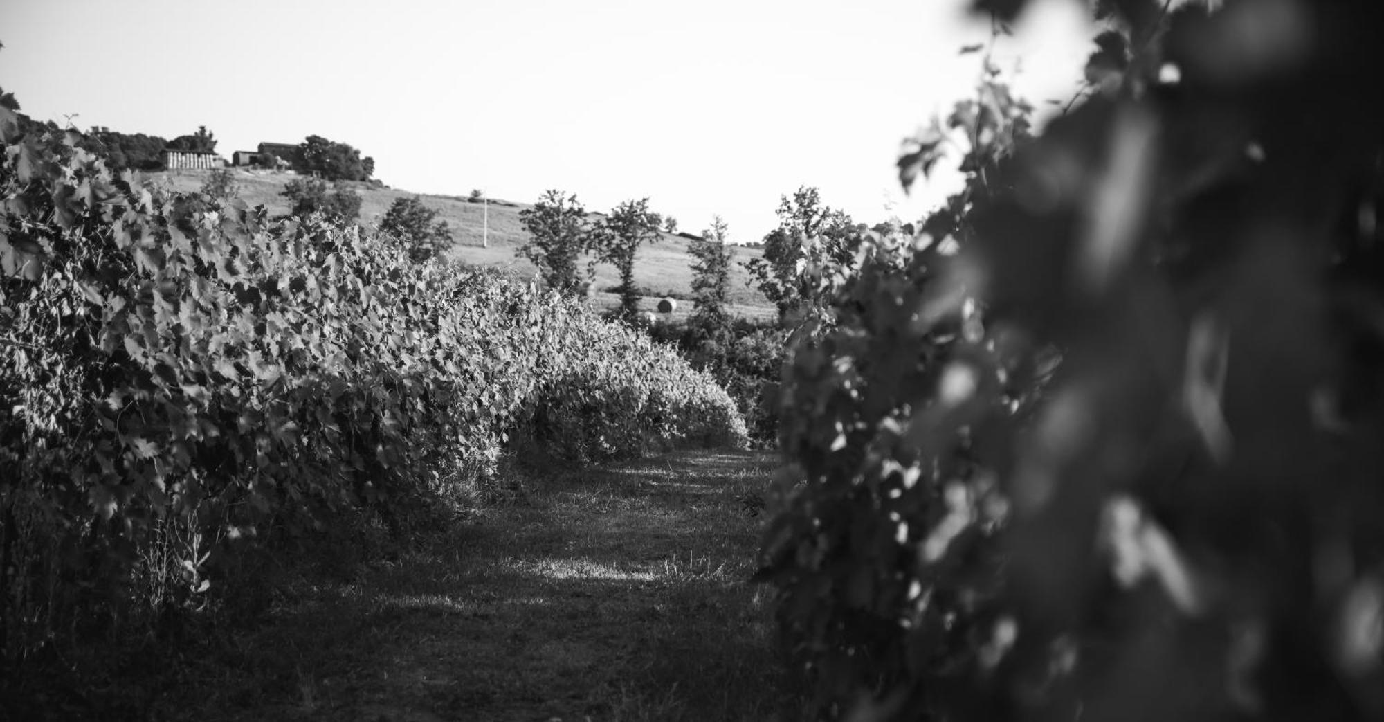 Agriturismo La Vecchia Quercia Montemerano Exterior photo